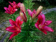 βουργουνδία Κρίνος Οι Ασιάτες Υβρίδια λουλούδια στον κήπο φωτογραφία