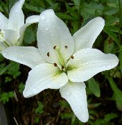 blanco Lirio De Los Híbridos Asiáticos Flores del Jardín foto