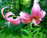 φωτογραφία ροζ λουλούδι Κρίνος Οι Ασιάτες Υβρίδια