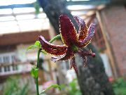 ფოტო შინდისფერი ყვავილების Martagon ლილი, საერთო Turk ქუდი ლილი