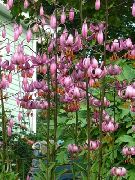 fotografie roz Floare Martagon Crin, Capac Comun Turk Lui Lily