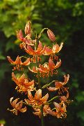 oranžna Martagon Lilija, Cap Skupnih Turka Lily Vrtne Rože fotografija