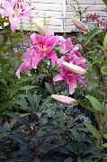 foto rosa Blomma Orientalisk Lilja