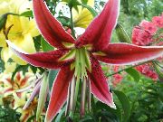 raudonas Oriental Lily Sodo Gėlės nuotrauka