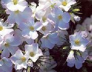 foto Liela Sīkziedu Floksis, Kalnu Floksis, California Floksis Zieds