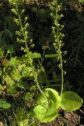 zelena Zajednička Twayblade, Jajolik List Neottia Vrt Cvijeće foto