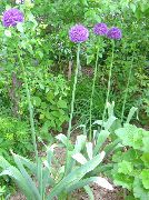 ライラック 観賞用のタマネギ 庭の花 フォト
