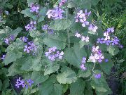 foto lilla Blomst Penge Plante, Ærlighed, Bolbonac, Moonwort, Sølv Dollar