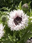 фото білий Квітка Мак Східний Багаторічний
