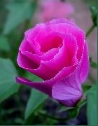 ροζ Malope λουλούδια στον κήπο φωτογραφία