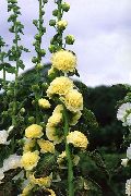 ყვითელი Hollyhock ბაღის ყვავილები ფოტო