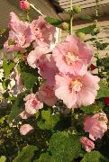 růžový Hollyhock Zahradní květiny fotografie