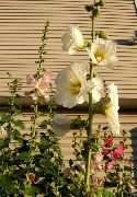 фото Мальва (Шток-роза, Алсея) садовые декоративные цветы