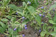ფოტო ლურჯი ყვავილების Lungwort
