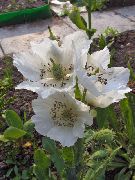 照片 白 花 喜马拉雅蓝罂粟