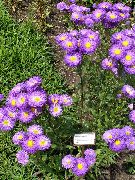 照片 紫 花 海边雏菊，湾紫苑，flebane