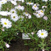 hvit Seaside Daisy, Strand Aster, Flebane Hage Blomster bilde