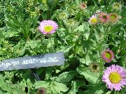 фото Мелколепестник (Эригерон)  красивый садовые декоративные цветы