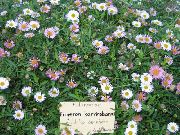 фото Мелколепестник (Эригерон) Карвинского садовые декоративные цветы