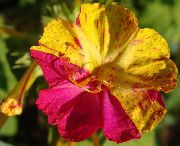 foto ljubičasta Cvijet Četiri, Čudo Perua
