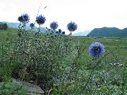 foto blau Blume Kugeldistel