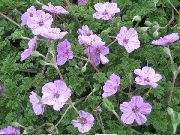 紫丁香 苍鹭的法案，鹳的法案 园林花卉 照片