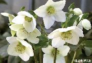 фото білий Квітка Морозник (Геллеборус)