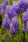 foto lilla Blomst Drue Hyacinth