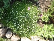 ホワイト アイリッシュモス、ツメクサ、スコットランドやスコッチ苔 庭の花 フォト