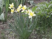 foto bijela Cvijet Žuti Narcis