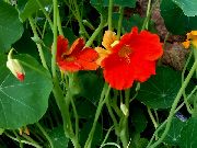 photo orange Flower Nasturtium