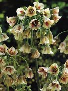 黄 地中海的钟声，西西里蜂蜜百合，观赏葱，蒜西西里 园林花卉 照片