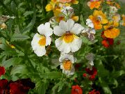 фото білий Квітка Немезія