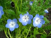 γαλάζιο Nemophila, Μωρό Μπλε Μάτια λουλούδια στον κήπο φωτογραφία