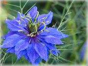 azul Love-In-A-Mist Flores del Jardín foto
