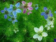 azzurro Love-In-A-Mist Fiori del giardino foto