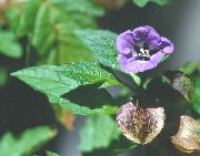 fotografija vijolična Cvet Shoofly Rastlina, Jabolko Peru