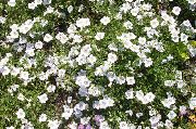 ホワイト カップの花 庭の花 フォト