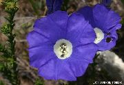 ლურჯი Nolana ბაღის ყვავილები ფოტო