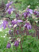 紫丁香 耧胆草，欧洲耧 园林花卉 照片