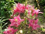 roze Akelei Flabellata, Europese Akelei Tuin Bloemen foto