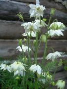თეთრი Columbine Flabellata, ევროპული Columbine ბაღის ყვავილები ფოტო