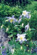 svetlomodrá Orlíček Flabellata, Európsky Orlíček Záhradné Kvety fotografie