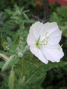 white White Buttercup, Pale Evening Primrose Garden Flowers photo