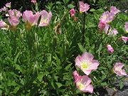 růžový Bílý Pryskyřník, Bledý Pupalkový Zahradní květiny fotografie