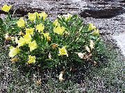 foto giallo Fiore Ranuncolo Bianco, Enotera Pallida