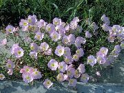 różowy Piękne Wiesiołka Kwiaty ogrodowe zdjęcie
