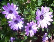 lilac African Daisy, Cape Daisy Garden Flowers photo