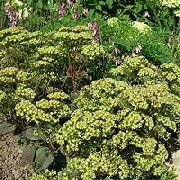 žalias Efektingas Stonecrop Sodo Gėlės nuotrauka