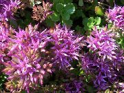 იასამნისფერი Stonecrop ბაღის ყვავილები ფოტო